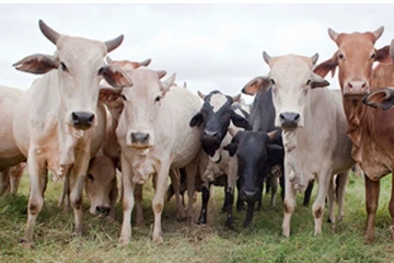 வடக்கு, கிழக்கில் கால்நடைகள் உயிரிழந்தமைக்கு நட்டஈடு வழங்கப்படாது! விவசாய அமைச்சின் ஊடகச் செயலாளர்