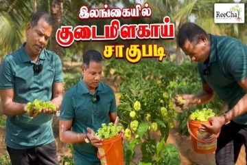 இலங்கை றீ(ச்)ஷாவில் (Reecha) களைகட்டும் குடைமிளகாய் அறுவடை