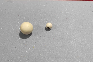 80 இலட்சம் பெறுமதியான இரண்டு கஜமுத்துக்களுடன் இருவர் கைது (Photos)