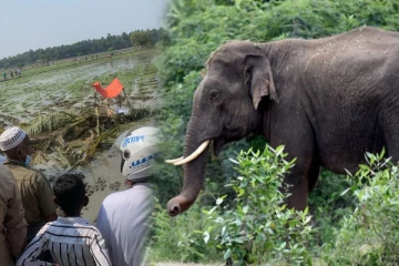 காட்டு யானை தாக்கி இரண்டு பெண் பிள்ளைகளின் தந்தை  பலி