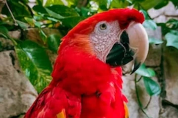 தைவானில் கிளி உரிமையாளருக்கு 74 லட்சம் அபராதம்! பின்னணியில் உள்ள காரணம்?