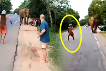 சுற்றுலா பயணியை துரத்தி துரத்தி அடித்த யானை! வைரலாகும் வீடியோ