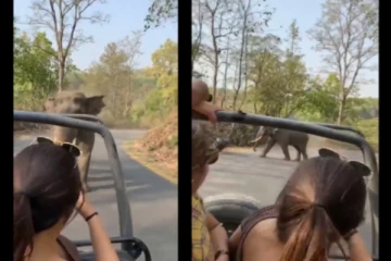 சாலையில் வெறியோடு துரத்திய யானை... - உயிருக்கு பயந்து ஓடிய நபர் - அதிர்ச்சி வீடியோ வைரல்