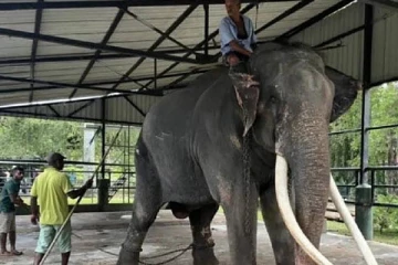 தாய்நாட்டுக்கு கொண்டு செல்லப்படும் சக் சுரினுக்!