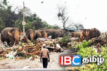 யானைகளை அருகினில் பார்க்க வேண்டுமா! கன்னியா குப்பை கிடங்கிற்கு வாருங்கள்