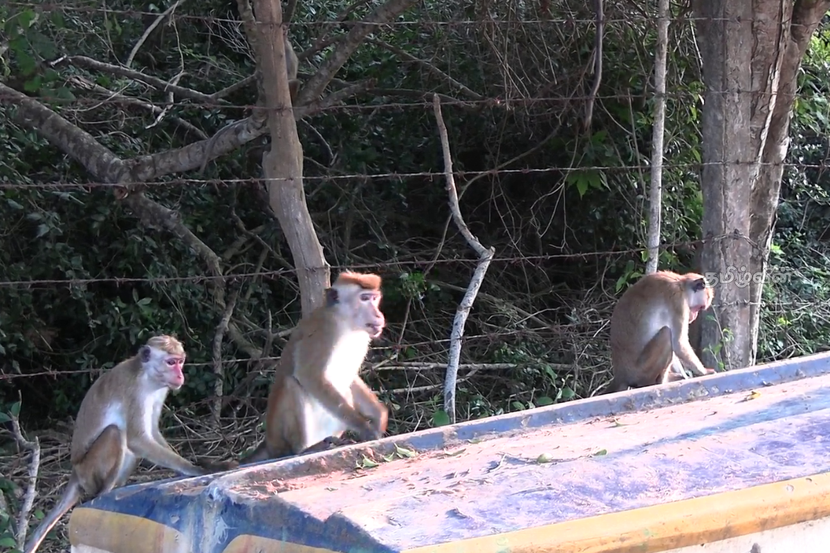 கிளிநொச்சியில் அதிகரித்த குரங்குகளின் அட்டகாசம் - விவசாயிகள் குற்றச்சாட்டு | Increased Elephant Population In Kilinochchi