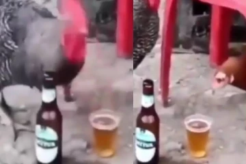 சரக்கடிக்கும் சேவல்! ஓடி வந்து கம்பனி கொடுத்த கோழி...இறுதியில் இப்படி ஒரு மாற்றமா?