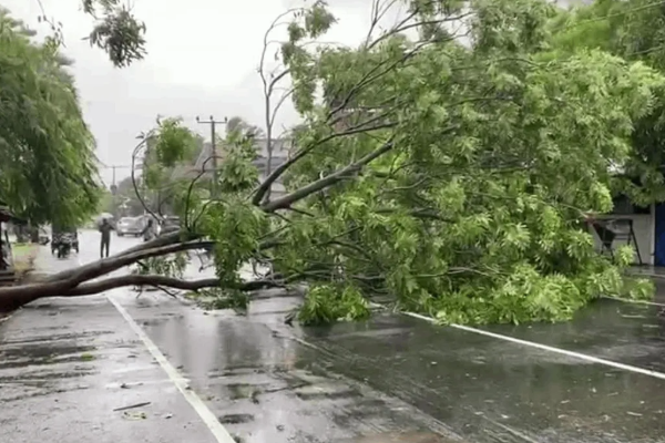 மட்டக்களப்பில் இடைவிடாத மழை; வீதியில் விழுந்த பாரிய மரம் | Incessant Rain In Batticaloa Large Tree Falls Road