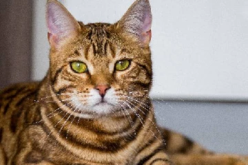 பூனைக்கடியால் பாதிக்கப்பட்ட இளைஞர் மன உளைச்சலில் விபரீத முடிவு