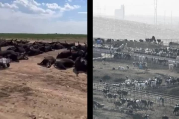 உலக நாடுகளை அச்சுறுத்தும் கடும் வெப்பம்! ஒரே நேரத்தில் பலியாகிய  2000 உயிரினங்கள்