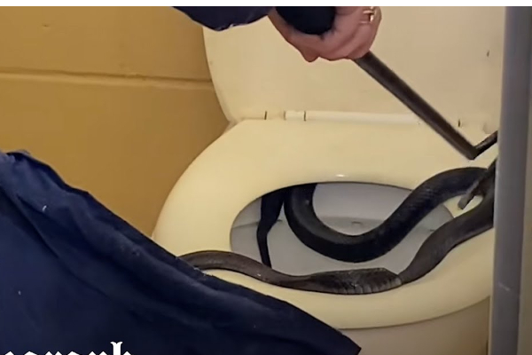 பொதுக் கழிப்றைக்கு வந்த விஷப்பாம்பு; இணையத்தில் வைரல் | Venomous Snake In Public Toilet Australia