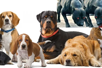 මෙරට සුනඛයන් ගැන හෙළිවූ අලුත්ම දේ මෙන්න..විශේෂ හෙළිදරව්වක්.