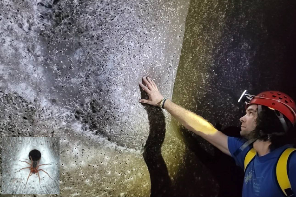 world biggest spiderweb discovered