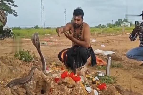 படம் எடுத்து நின்ற நாகப்பாம்பு... பூஜை செய்து அனுப்பி வைத்த பக்தர்! வைரலாகும் காணொளி | Devotee Performs Pooja To Cobra In Eluru District படம் எடுத்து நின்ற நாகப்பாம்பு... பூஜை செய்து அனுப்பி வைத்த பக்தர்! வைரலாகும் காணொளி | Devotee Performs Pooja To Cobra In Eluru District