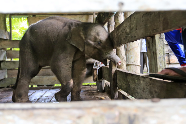 வேட்டைக்காரர்களின் சதிச்செயல் : பாதி தும்பிக்கையை இழந்த குட்டியானை - சோகத்தில் மக்கள் | Baby Elephant Loses Half Its Trunk To Indonesia