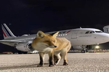 விமான நிலையத்தில் அட்டகாசம் செய்யும் நரிகள்