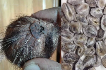 ලෝකයේ ඇති වටිනම සහ දුර්ලභම කස්තුරි ශ්‍රකාණු ලංකාවෙනුත් සොයාගත හැකි බව දැන සිටියද?