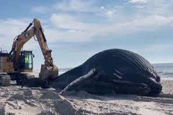 அமெரிக்காவின் லிடோ கடற்கரையில் ஒதுங்கிய இராட்சத திமிங்கலம்! | Giant Whale Beached In America