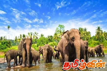 இலங்கையில் நெறிமுறையற்ற யானைகள் சரணாலயங்கள்: குற்றம் சுமத்தும் சர்வதேச அமைப்பு