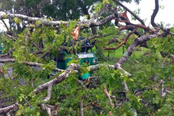 தேவிபுரத்தில் மரம் முறிந்து விழுந்ததில் முச்சக்கரவண்டி சாரதி படுகாயம்