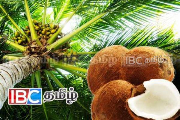 தேங்காய் தட்டுப்பாட்டுக்கு தீர்வு : யாழில் முன்னெடுக்கப்படவுள்ள நடவடிக்கை | Coconut Prices Increase Due To Reduced Production