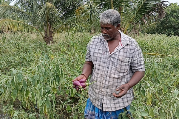 டித்வா புயல் காரணமாக தோட்டச் செய்கையாளர்களின் வாழ்வாதாரம் பாதிப்பு | Livelihoods Of Gardeners Affected Titva டித்வா புயல் காரணமாக தோட்டச் செய்கையாளர்களின் வாழ்வாதாரம் பாதிப்பு | Livelihoods Of Gardeners Affected Titva