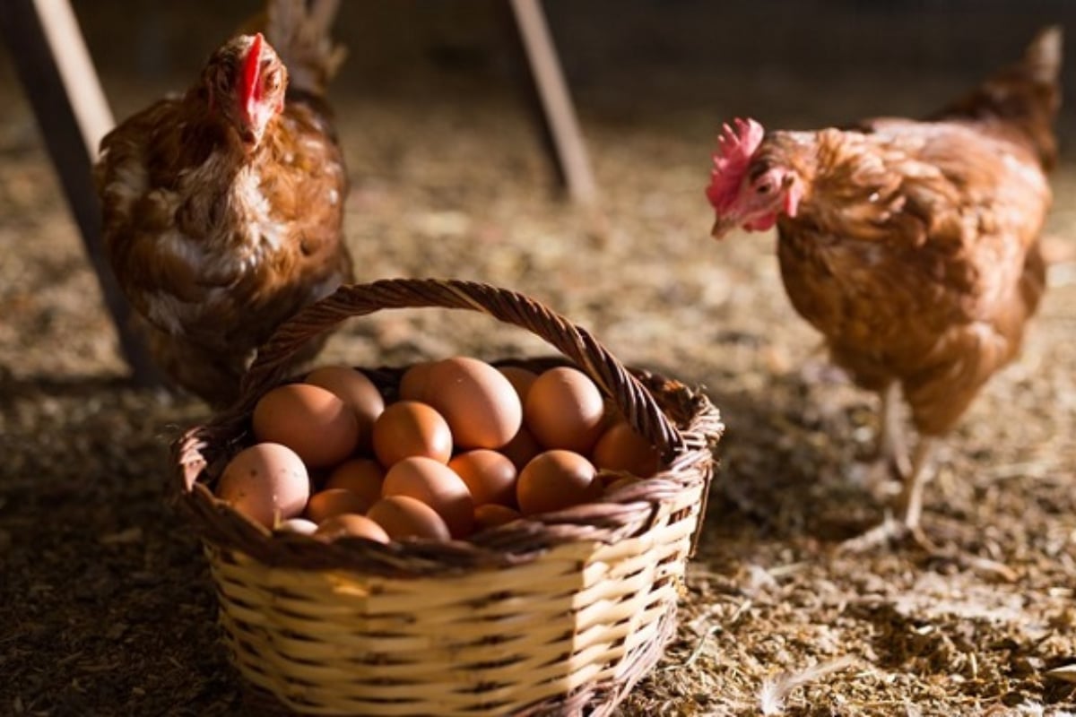 எரிபொருள் நெருக்கடியால் கோழி இறைச்சி, முட்டை விலைகளில் ஏற்பட்டுள்ள மாற்றம் | Egg And Chicken Price Increased