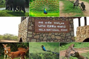 யானைப்பிரியரா நீங்கள்? இதோ யால தேசிய பூங்கா பற்றி தெரிஞ்சுக்கோங்க