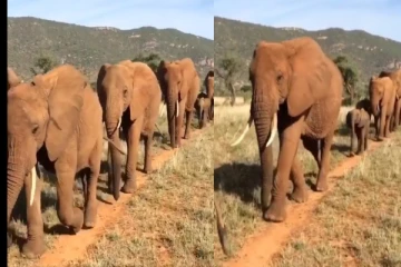 சாரை சாரையாய் அணிவகுத்துச் சென்ற காட்டுயானைகள் - ரம்மியமான வீடியோ வைரல்