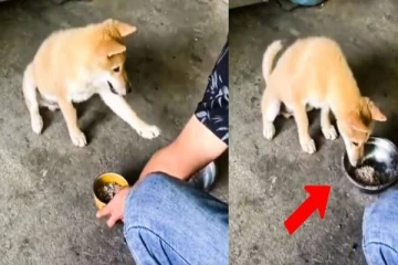 எனக்கு என்னோட தட்டுல தான் சாப்பாடு வேணும்... ஓனரிடம் சண்டைப்போடும் நாய்