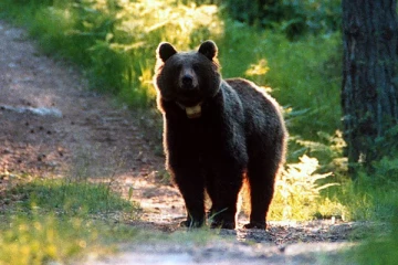 கரடிக்கு மரண தண்டனை வழங்க தற்காலிக தடை! இத்தாலி நீதிமன்றம் உத்தரவு: பின்னணி என்ன?