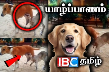 யாழில் நெகிழ்ச்சி சம்பவம் : ஆட்டுக்குட்டிக்கு பால் கொடுக்கும் நாய்
