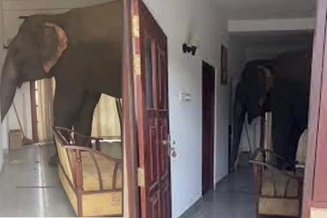 ஹோட்டல் அறைக்குள் நுழைந்த காட்டு யானை - அரண்டுபோன பொதுமக்கள்