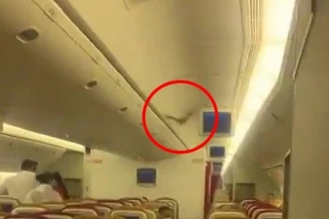 பறக்கும் விமானத்தினுள் பறந்த வெளவாலால் பரபரப்பு... அவசர அவசரமாக தரையிறக்கிய விமானி