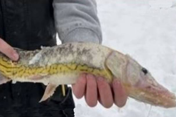 அமெரிக்காவில் அரிய வகை மீன் இனம் கண்டுபிடிப்பு! (Photos) | Crocodile Fish Species Discovered In America