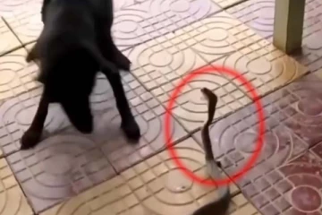 படமெடுத்து நின்ற பாம்பு! வீட்டிற்குள் நுழையாமல் தடுக்க போராடும் நாய்