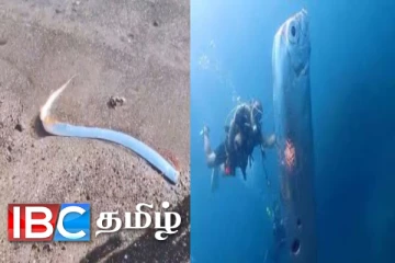 வெளிநாடொன்றில் கரை ஒதுங்கிய அரியவகை மீன் : உலக பேரழிவுக்கான அறிகுறி...! : அச்சத்தில் மக்கள்