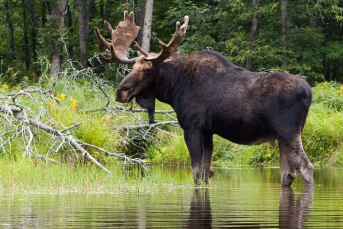 உரிமமின்றி மானை வேட்டையாடிய கனேடியருக்கு அபராதம்! | Illegal Moose Harvest Leads To 5K Fine Hunting