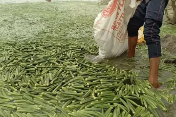 வெண்டைக்காய் விலை வீழ்ச்சி.. டன் கணக்கில் ஏரியில் கொட்டிய வியாபாரிகள் - விவசாயிகள் விரக்தி!