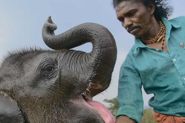 ஒஸ்கார் விருதினை வென்ற தமிழ் ஆவணப்படம்! | Oscar Winning Tamil Elephant Whisperers