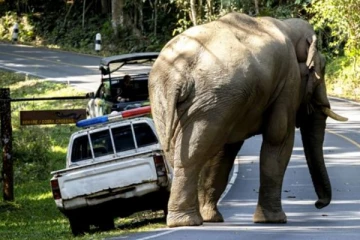 யானைகளுக்கு உணவளித்தால் அபராதம் விதிக்கப்படும்: வனவிலங்கு பாதுகாப்பு திணைக்களம் எச்சரிக்கை (Video)