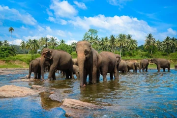 இலங்கையில் பகீர் கிளப்பிய யானை உயிரிழப்புக்கள்