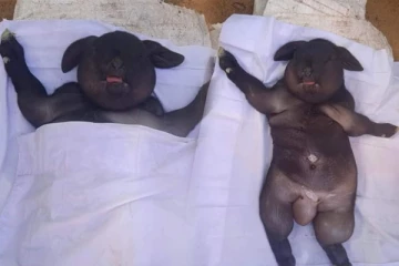 இலங்கையில் மனித உடல் அமைப்புடன் பிறந்த அபூர்வ ஆட்டுக்குட்டி