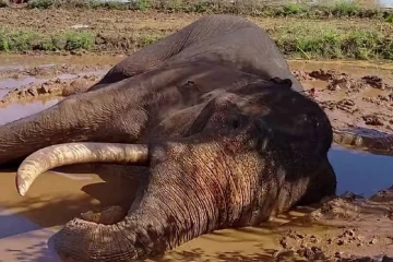 කාවන්තිස්ස ඇතා බේරාගන්න ඕනෑම දේකට මම ලෑස්තියි - ඩඩ්ලි සිරිසේනගෙන් වනජීවී බලධාරීන්ට හදිසි ඉල්ලීමක්