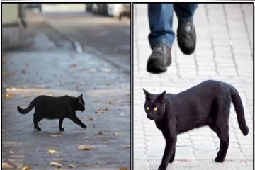 பூனை குறுக்கே ஓடுவது அபசகுணமா...!