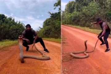 பாம்பாட்டியை பதற வைத்த ராஜநாகம்! திகிலூட்டும் அதிர்ச்சி காட்சி