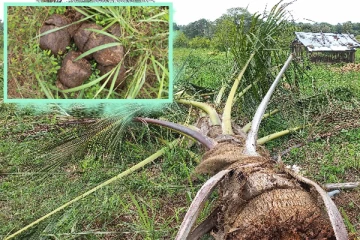 50இற்கும் மேற்பட்ட தென்னை மரங்களை அழித்த காட்டு யானைகள் (படங்கள்)