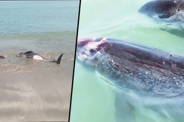 மட்டக்களப்பில் திடீரென கரையொதுங்கிய டொல்பின் வகை மீன்கள் (Video)