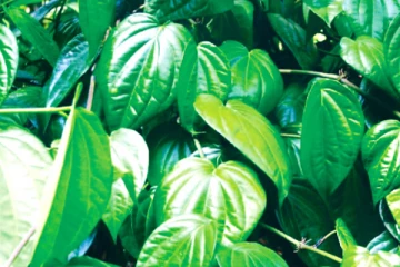 බුලත් මිල සීඝ්‍රයෙන් ඉහළ යයි..