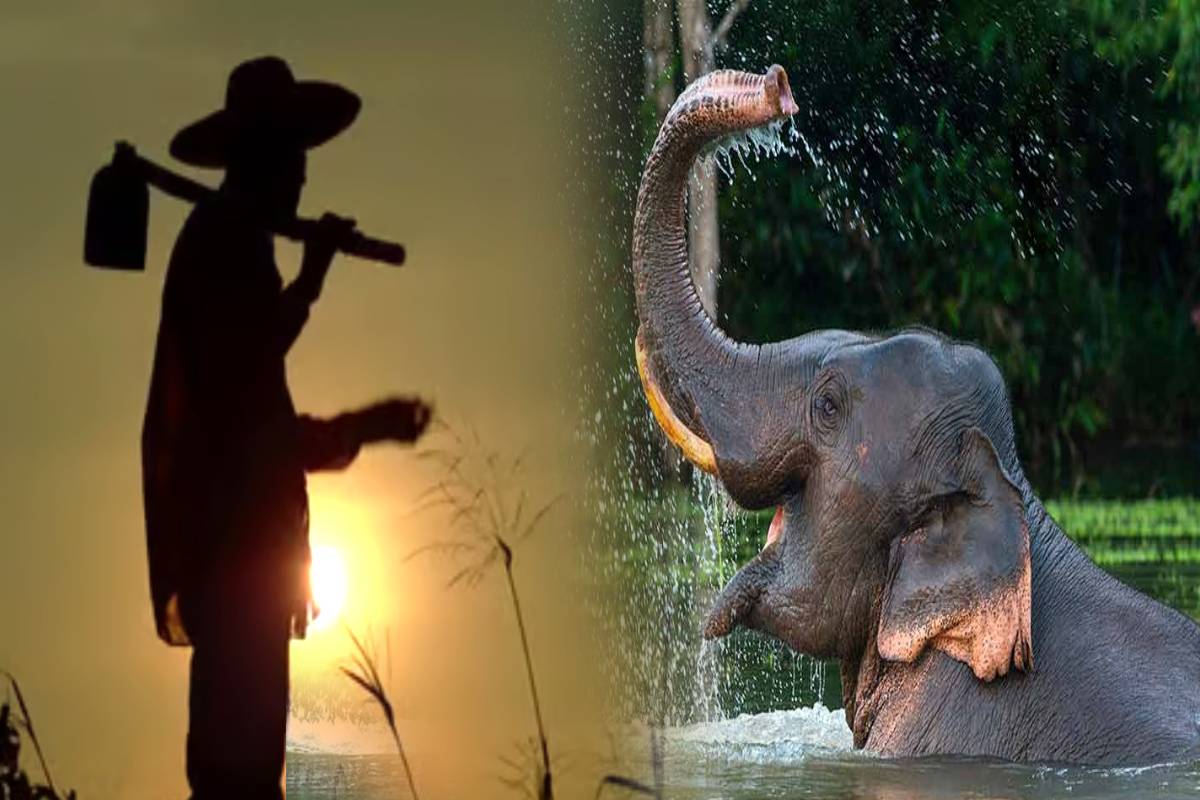 மட்டக்களப்பில் காவலுக்கு சென்ற கூலித் தொழிலாளிக்கு நேர்ந்த கதி! | Person Killed In Elephant Attack In Batticaloa